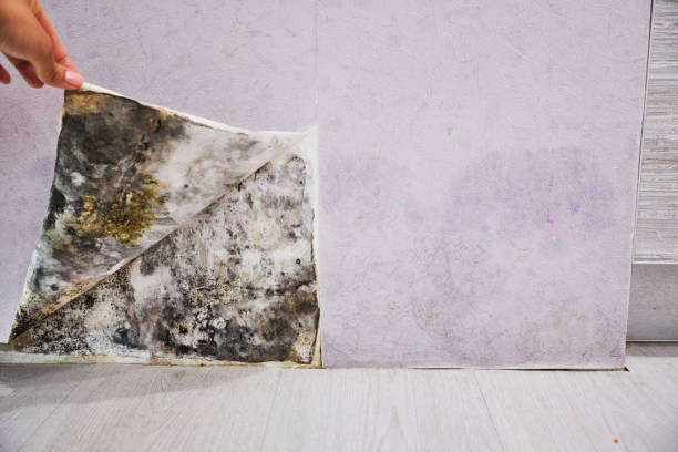 Colville, WA Mold Removal Company